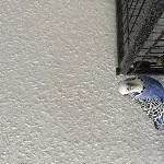 Suche ein zuhause für 2 Wellensittiche Bild 3