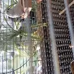 Wesley, der letzte Mohikaner, sucht neuen Wirkungskreis Bild 2