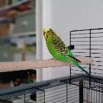 Wellensittich-Hahn sucht Anschluss Bild 1