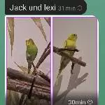 5 Pärchen abzugeben Bild 1