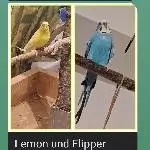 5 Pärchen abzugeben Bild 2