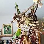 Billi (PBFD-positiv) sucht ein neues Zuhause Bild 1