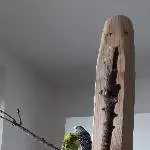 Einsamer Wellensittich sucht neuen Partner oder Schwarm Bild 1