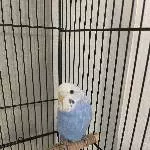 Einsame Wellensittich Dame sucht neues Zuhause Bild 2
