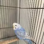Einsame Wellensittich Dame sucht neues Zuhause Bild 1