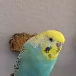 Vivi sucht viel Platz zum fliegen und viele neue Freunde Bild 1