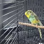 Junge Welli Henne sucht neues Zuhsuse Bild 1