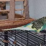 Junge Welli Henne sucht neues Zuhsuse Bild 2