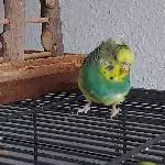 Junge Welli Henne sucht neues Zuhsuse Bild 3