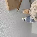 Coco, weiblich / 2 Jahre, sucht neues zuhause Bild 1