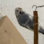 Coco, weiblich / 2 Jahre, sucht neues zuhause Bild 2