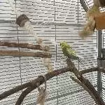 Wunderschöner Welli-Hahn sucht neues Zuhause! Bild 1