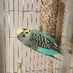 2 Wellis suchen ein neues Zuhause Bild 1