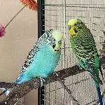 2 Wellis suchen ein neues Zuhause Bild 3