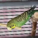 Buddy sucht ein neues Zuhause Bild 1