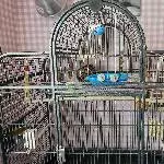 Buddy sucht ein neues Zuhause Bild 2