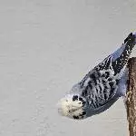 Blaue Henne sucht neues Zuhause Bild 1