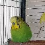 Welliwitwe Twinkie sucht neuen Partner Bild 2