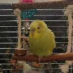 Welliwitwe Twinkie sucht neuen Partner Bild 3