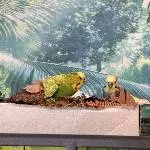Fröhliches Trio sucht liebevolles Zuhause Bild 2