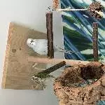 Fröhliches Trio sucht liebevolles Zuhause Bild 3