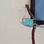 2 Wellis suchen ein neues Zuhause Bild 3