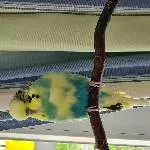 2 Wellis suchen ein neues Zuhause Bild 2