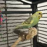 4 Wellensittiche suchen neues Zuhause Bild 2