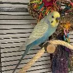 4 Wellensittiche suchen neues Zuhause Bild 1