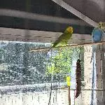 2 Wellensittiche abzugeben an ein liebevolles Zuhause abzugeben. Bild 1