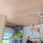 4 Wellis suchen ein Zuhause Bild 1
