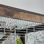 Welli-Paar sucht neues Zuhause Bild 3