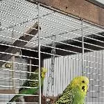 Welli-Paar sucht neues Zuhause Bild 2