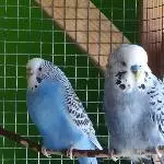Titu (w) sucht ein neues Zuhause Bild 2