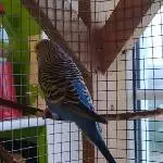 Titu (w) sucht ein neues Zuhause Bild 1