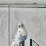 Suche neues Zuhause für Jack (6 1/2) Bild 1