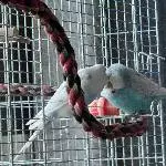 Suche neues Zuhause für Jack (6 1/2) Bild 3