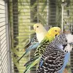 Jungtiere 1 Henne, 3 Hähne in liebevolle Hände Bild 3
