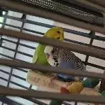 Zwei Wellensittiche suchen ein liebevolles Zuhause Bild 1