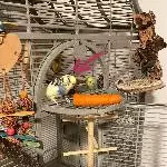 Suche neues artgerechtes Zuhause für meinen Welli Kasimir Bild 5