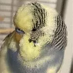Suche neues artgerechtes Zuhause für meinen Welli Kasimir Bild 3