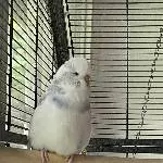 Wellensittich-Witwe sucht dringend ein Zuhause Bild 2