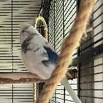 Wellensittich-Witwe sucht dringend ein Zuhause Bild 1