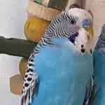 Schaukel für Freddy gesucht - flugunfähig Bild 1