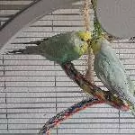 Ein Rainbow-Pärchen sucht liebevolles neues Zuhause Bild 1