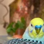 Ein Rainbow-Pärchen sucht liebevolles neues Zuhause Bild 3