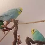 Ein Rainbow-Pärchen sucht liebevolles neues Zuhause Bild 2