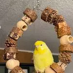 🐦 Zwei bezaubernde Wellensittiche suchen ein liebevolles Zuhause 🐦 Bild 1