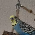 🐦 Zwei bezaubernde Wellensittiche suchen ein liebevolles Zuhause 🐦 Bild 2