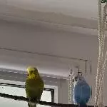 Schwarm für Carl & Paul gesucht Bild 2